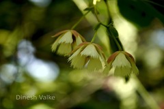 Elaeocarpus lanceolatus